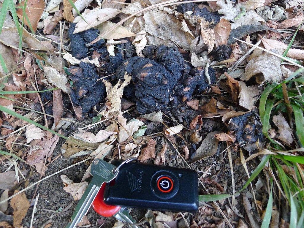 Fatta di cinghiale ?